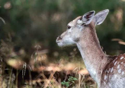Fallow deer Stock Photos