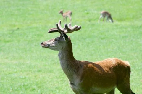 Fallow deer Stock Photos