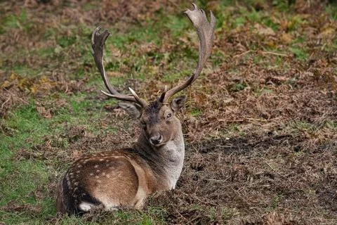 Fallow Deer Stock Photos
