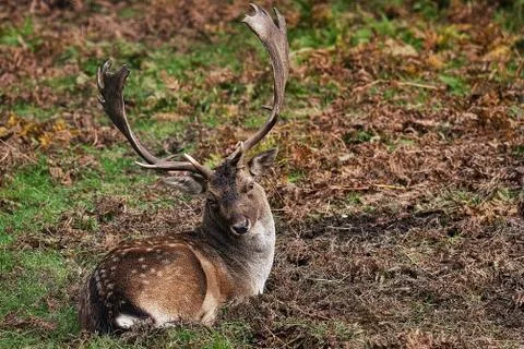 Fallow Deer Stock Photos
