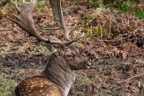 Fallow Deer Stock Photos