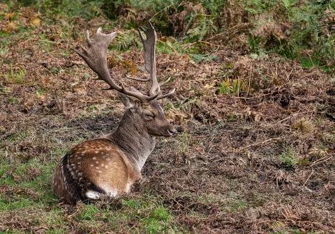 Fallow Deer Stock Photos
