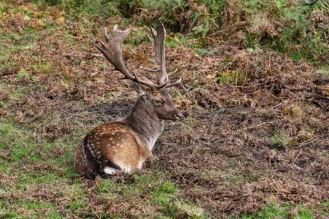 Fallow Deer Stock Photos