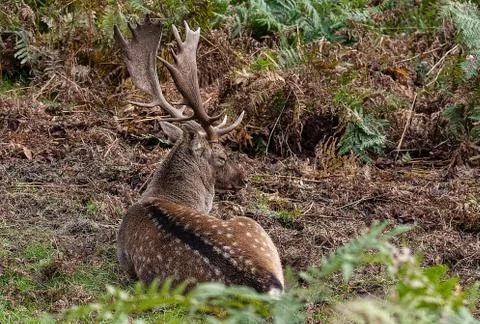 Fallow Deer Stock Photos