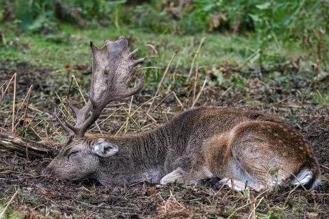 Fallow Deer Stock Photos