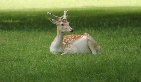 Fallow Deer. Stock Photos