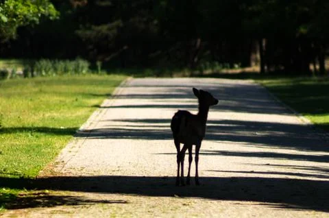 A fallow deer Stock Photos