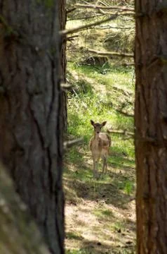 A fallow deer Stock Photos