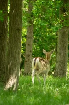 A fallow deer Stock Photos