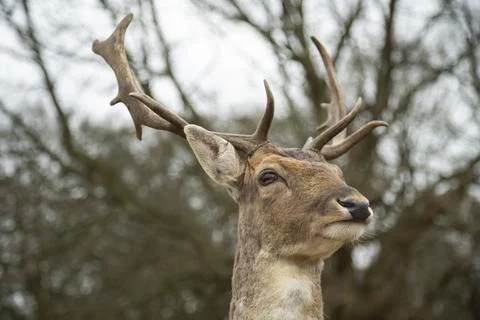 Fallow Deer Stock Photos