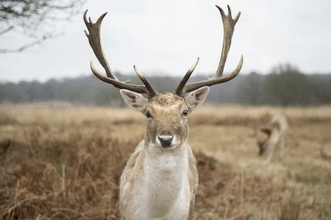 Fallow Deer Stock Photos