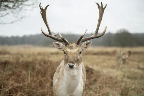 Fallow Deer Stock Photos
