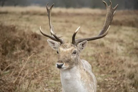 Fallow Deer Stock Photos