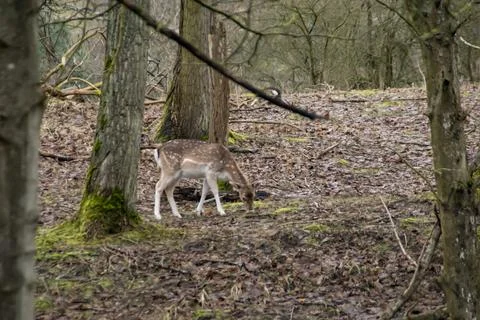 A fallow deer Stock Photos