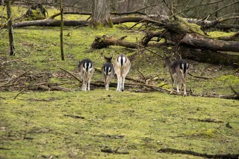 A fallow deer Foto stock