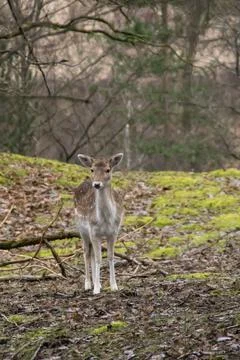 A fallow deer Stock Photos