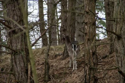 A fallow deer Stock Photos