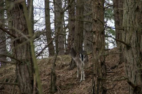 A fallow deer Stock Photos