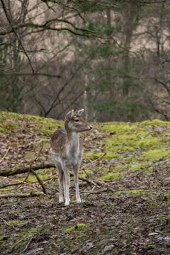 A fallow deer Stock Photos