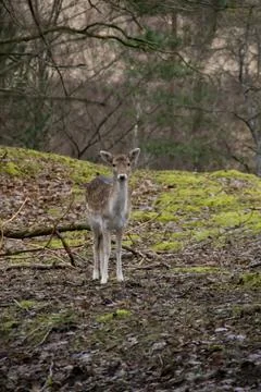 A fallow deer Stock Photos