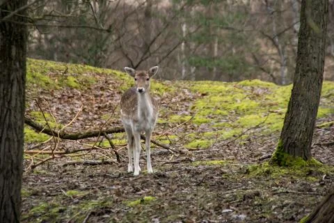 A fallow deer Foto stock