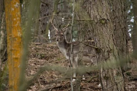 A fallow deer Stock Photos