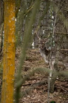 A fallow deer Stock Photos