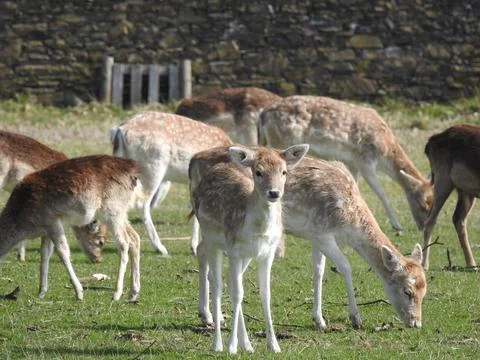 Fallow deer Stock Photos