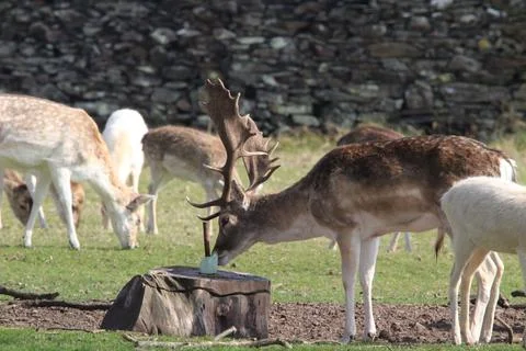 Fallow deer Stock Photos