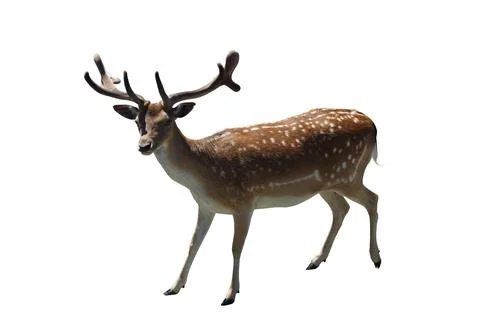 Fallow deer Stock Photos