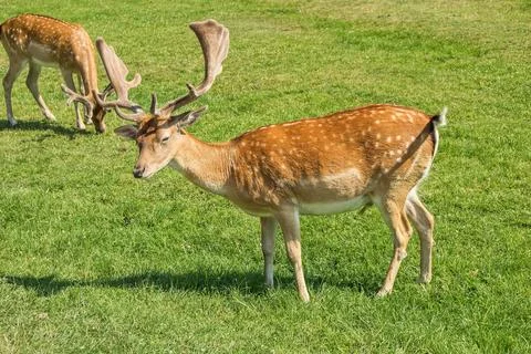 Fallow-deer Stock Photos