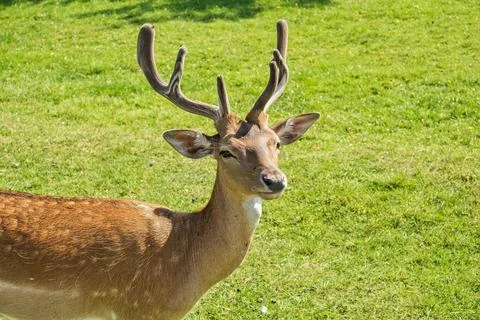 Fallow-deer Stock Photos