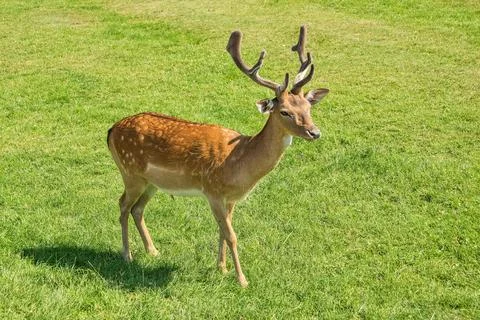 Fallow-deer Stock Photos