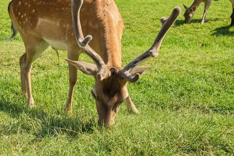 Fallow-deer Stock Photos