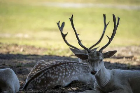 Fallow Deer Stock Photos