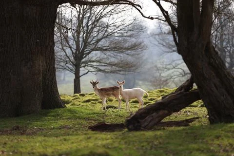 Fallow Deer 스톡 사진