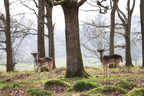 Fallow Deer 스톡 사진