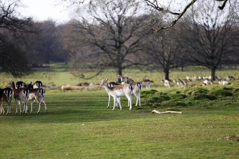 Fallow Deer 스톡 사진