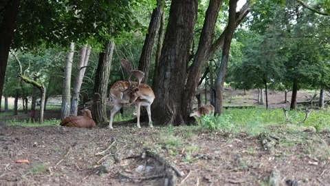 Fallow deer rest and graze peacefully under tall forest trees in a quiet woodlan Stock Footage 313843705