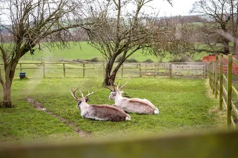 Fallow deer resting on a field Stock Photos