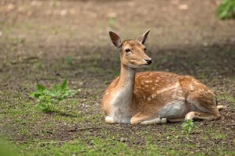 Fallow deer resting in the forest Foto stock