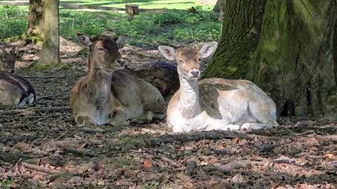 Fallow deer resting gracefully on the forest ground near a tree in a peacef.. Stock Footage 342026550