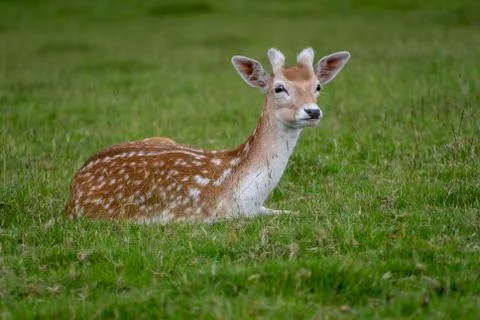 Fallow deer resting on some grass Stock Photos