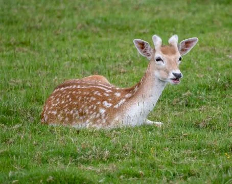 Fallow deer resting on some grass Stock Photos