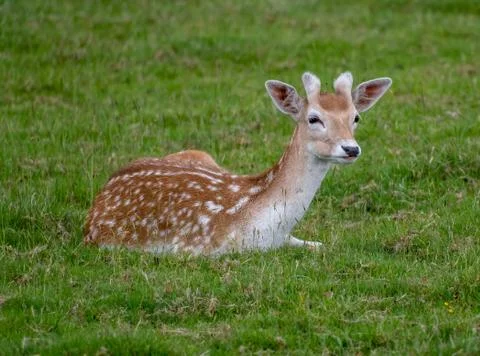 Fallow deer resting on some grass Stock Photos