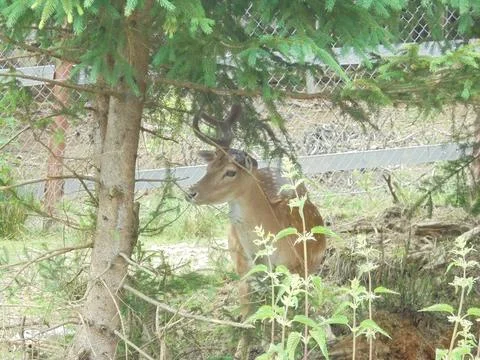 Fallow deer resting under spruce in a fenced enclosure during daytime Stock Photos