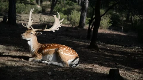 Fallow deer resting in the woods. Vídeo Stock 49005377