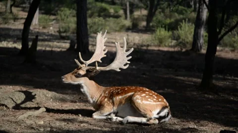 Fallow deer resting in the woods. Stock Footage 49006166