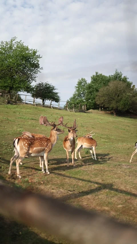 Fallow deer roam calmly across an open meadow Stock Footage 340135132