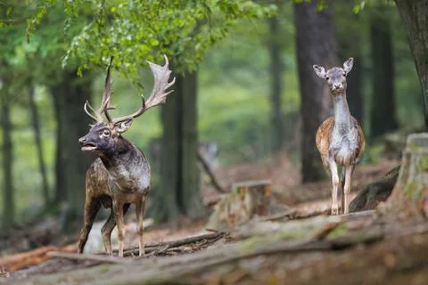 Fallow deer roaring in the forest during rutting season with hind Stock Photos